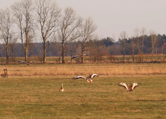 Lejlighed Naturferienhof Maerkisch Luch - Trapphahn *